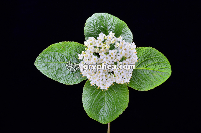 Viorne flexible ou lantane (Viburnum lantana) - gryphea.com